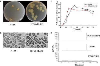 Enhanced Fluorescent Siderophore Biosynthesis and Loss of Phenazine-1-Carboxamide in Phenotypic Variant of Pseudomonas chlororaphis HT66
